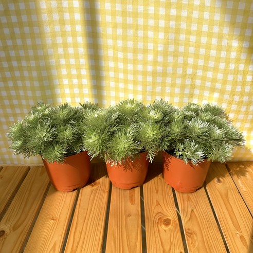 밋밋한 공간에 생기를 불어넣는 은은한 비밀 은쑥