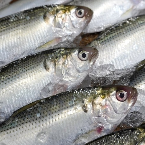 대천해 가을 전어 500g 500g × 1개, 중량 × 수량 섬네일