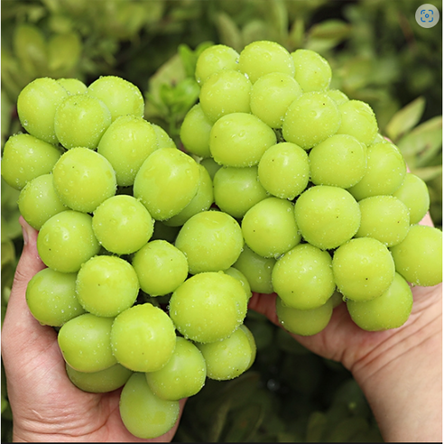 & Beu Mango Flavor Grape High Sweetness Sweetness Bo Sheets Jeongyong Seonmulyong 15 Beurikseusang Syainmeoseuket Seonmul Set 1 Box Syainmeoseuket (3-5 Song ) 2 kg, [ (앤브이 망고맛포도 고당도 당도보장 가정용 선물용 15브릭스이상 샤인머스켓 선물세트 1박스 샤인머스켓 (3-5송이) 2kg, [특]2kg 5수)