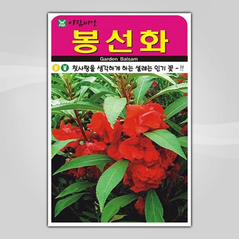 아람종묘 봉선화 꽃 씨앗 500p