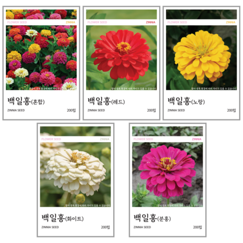 새싹바라기 백일홍 씨앗 5종 혼합세트, 5개