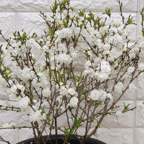 집안일의 늪에서 탈출하는 마법 옥매화