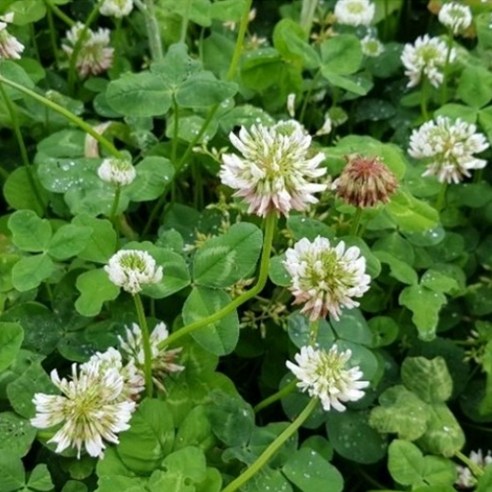 크로바(화이트)1kg 야생화 씨앗 종자 - 꽃씨앗 | 쿠팡