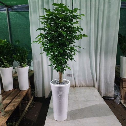 삭막했던 공간에 숨통을 트여주는 초록의 마법