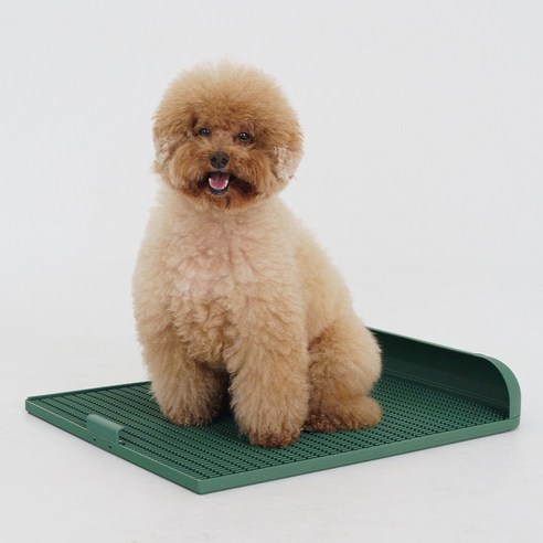 강아지 배변 실수 이제 속상해하지 마세요