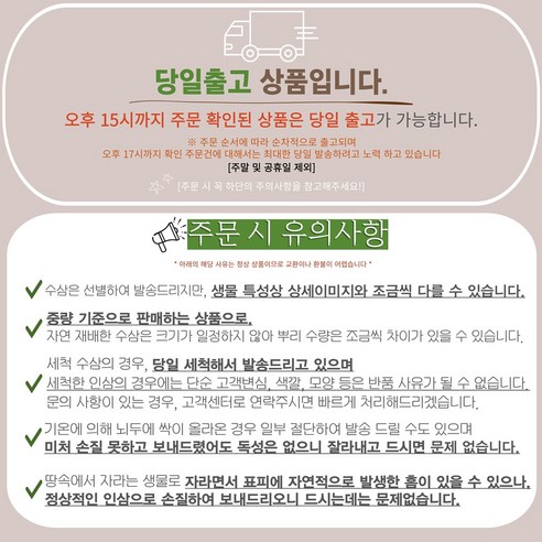 5년근 6년근 삼계탕용 인삼 1인 가정 백숙만들기 인삼 1인분 초복 중복... 실사용 후기 | 효과 있을까? - 상품 이미지 2