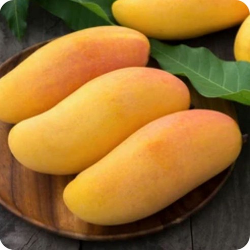 18brix 꿀당도 무지개망고, 여름의 완벽한 달콤함