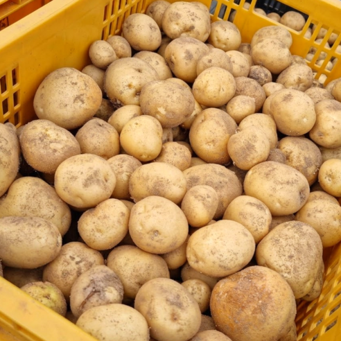 감자 국내산 햇감자 수미감자 못난이감자 랜덤과, 못난이감자 10kg, 1박스