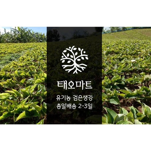 태오마트 흑생강 슬라이스 태국산 무첨가 검은생강 100% 맛있게 먹은 솔직 후기 - 상품 이미지 2