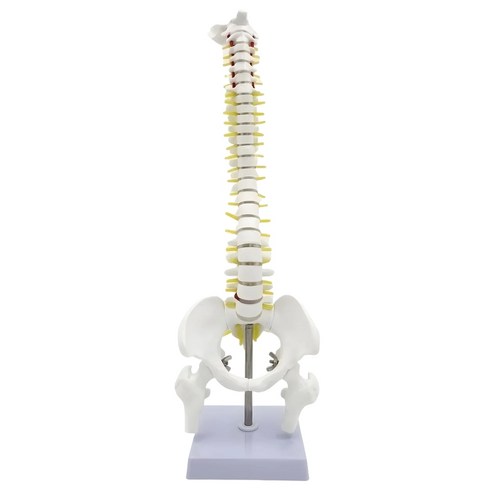 척추 뼈 모형 경추 흉추 요추 추간판 신경 골반 대퇴골 45cm 해부학 인체 모델, 1세트