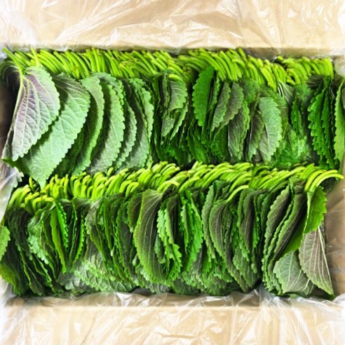 기린농산 국내산 밀양 찹찹이 깻잎, 500g, 2개