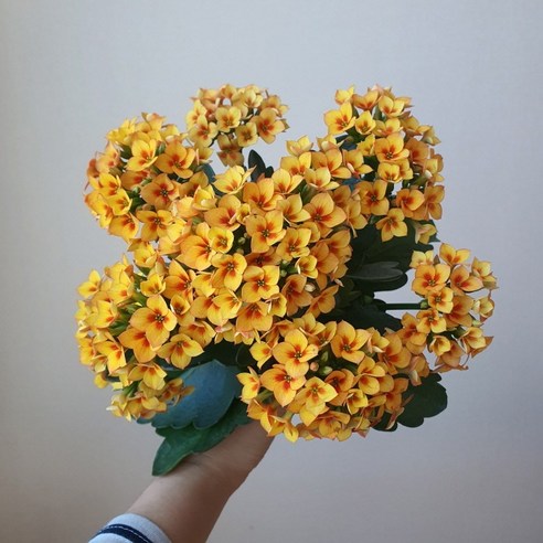 무지개꽃/ 색상선택] 카랑코에 (홑꽃), 1개, 02. 노랑 투톤 (시트린)