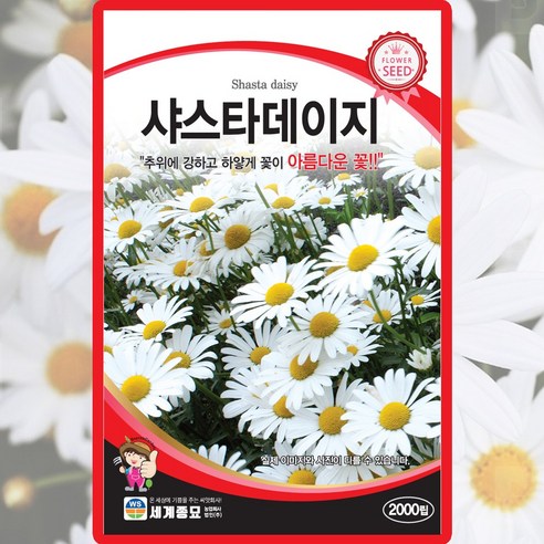 세계종묘 샤스타데이지 씨앗 2000립 다년생 데이지 꽃씨 종자, 1개