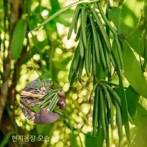 최상급 바닐라빈으로 베이킹의 모든 아쉬움을 달콤함으로 채우세요