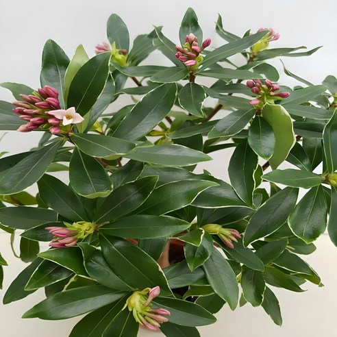 우리 집 거실에 봄을 불러오는 마법 천리향