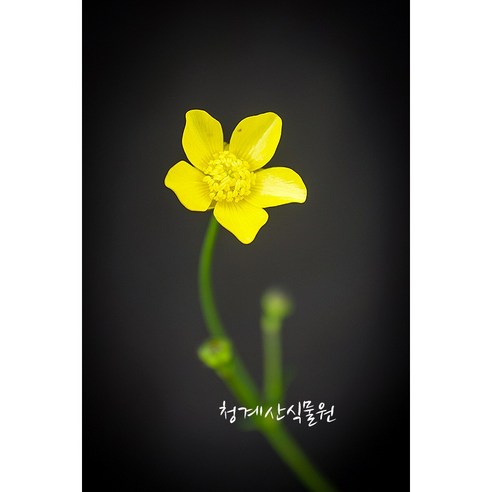 꽃대 구름미나리아재비 / 사진촬영 2025년 4월 22일