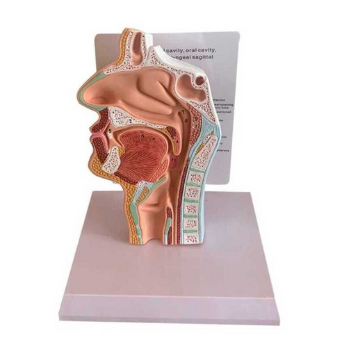 비강 모형 코 목 이비인후과 해부학 인체 목구멍 단면 - 과학/자연학습 | 쿠팡