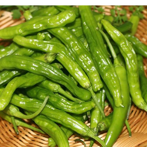 꽈리고추(상) 4kg 1박스 자연대로팜웨이, 꽈리고추4kg 1박...