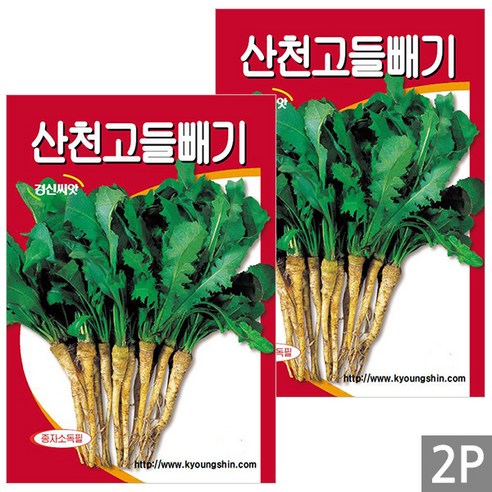 세인화분 국산 산천 고들빼기 3000립 - 씨 씨앗 나물, 2개