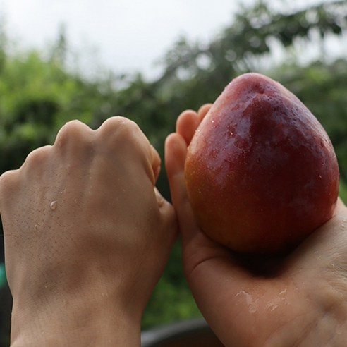 가을의 맛을 집으로 들이는 가장 쉬운 방법 자두