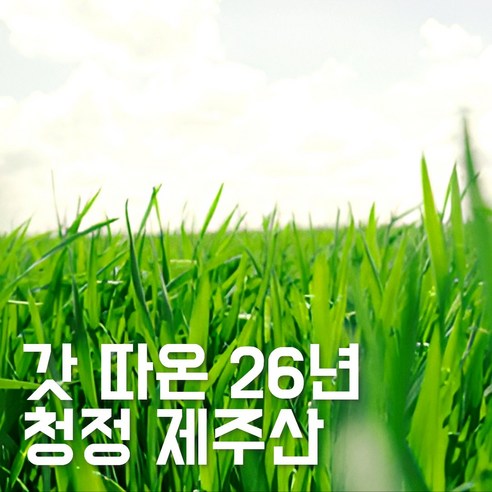 갓 따온 26년산 제주 새싹보리 분말 500g, 2개 이미지 2