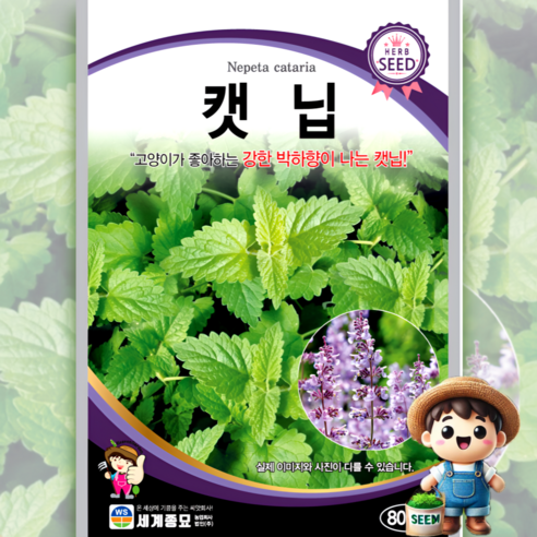 세계종묘 캣닙 800립 일반종 박하향 고양이 식용꽃 허브 꽃씨 씨앗 종자 세계, 1개