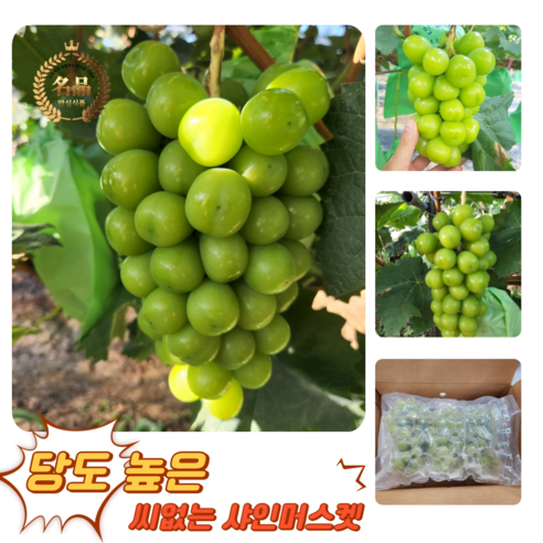 Gutpipeul Syainmeoseuket Syainmeoseuket Grape Sainmeoseuket Cheong Grape Grape Syain , 1 Box , Shine Muscat Ban 1 kg Naeoe (2-3 Song ) ([굿피플] 샤인머스켓 샤인머스켓포도 사인머스켓 청포도 포도 과일 샤인, 1박스, 샤인머스캣 일반 1kg내외(2-3송이))