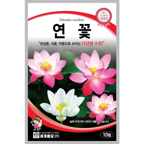 세계종묘 연꽃 씨앗 10립 다년생 수초 연꽃씨 종자, 1개