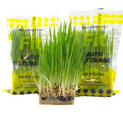뮤토 친환경인증 [핏 캣그라스] 생화 귀리 새싹 가성비갑 신선한 고양이 ... 솔직 후기 | 실제 사용자 리뷰 총정리 - 대표 이미지