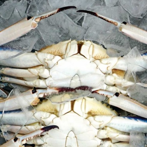 국내산 제철 꽃게 2kg 6~9미