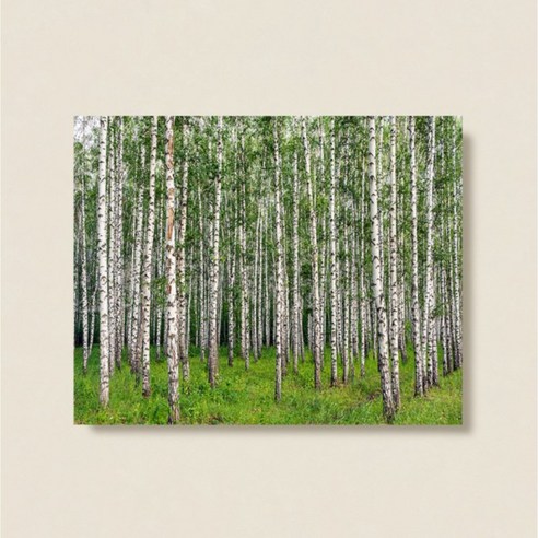 연두빛자작나무액자