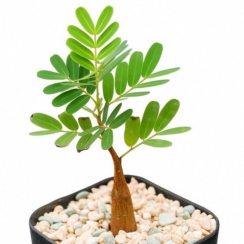 건조한 일상에 생기를 불어넣는 작은 마법, 코덱스식물 메리디오날리스를 만나봤어요 세나메리디오날리스