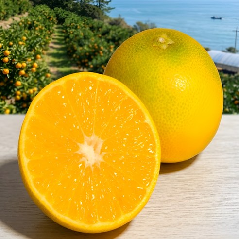 제주 황금향 산지직송 프리미엄 감귤, 혼합과 4kg, 1개 - 레드향/기타감귤류
