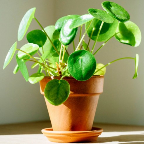 칙칙한 방 안, 숨 쉬는 공간으로 바꾸고 싶으신가요? 필레아페페