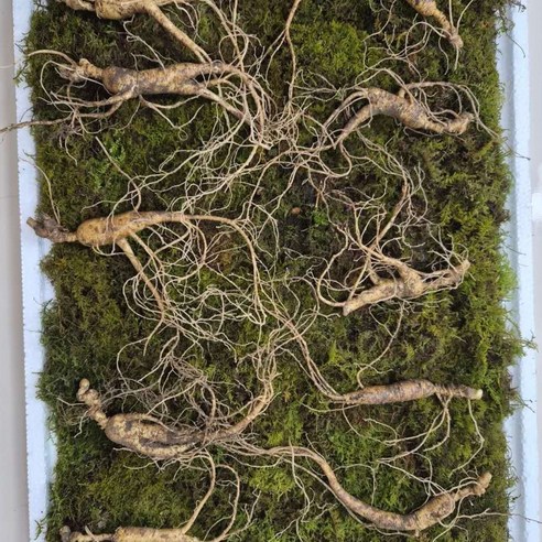 동의보감 장뇌삼 12년근 10뿌리 60 000원 택포 일반포장