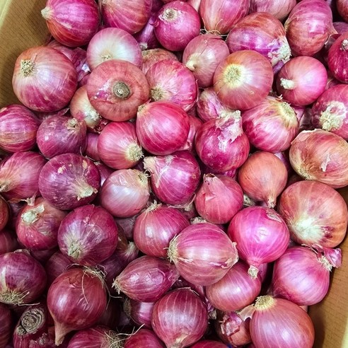 AD-FOOD-Red Onion/모충 1BOX