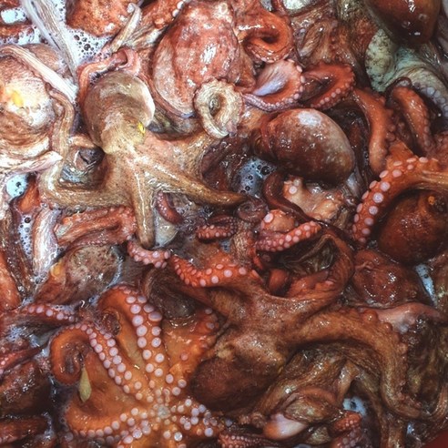 [통영직송]국산 생물문어 남해안 자연산 돌문어 당일조업 일반용, 2kg(1~6마리내외), 1개