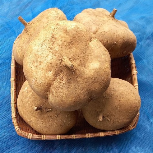 배처럼 달콤한 히카마 얌빈 멕시코 감자 건히카마 국내