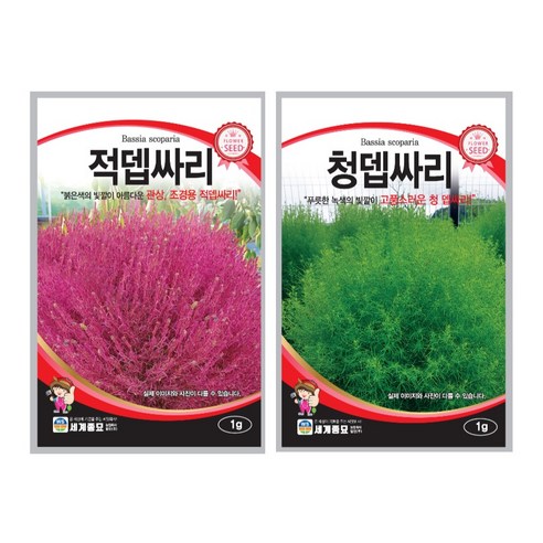 댑싸리 씨앗 2종 적 뎁싸리 청뎁싸리 씨앗 종자 대싸리 댑싸리 키우기 코키아 홍 뎁싸리, 1개