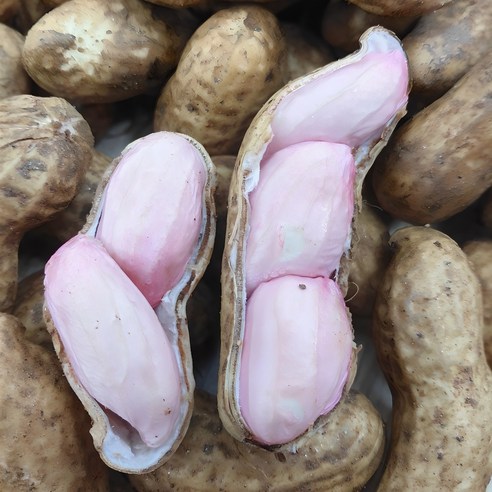 26년 국산 예천 햇땅콩 생땅콩, 껍질땅콩-1kg, 1개 - 땅콩