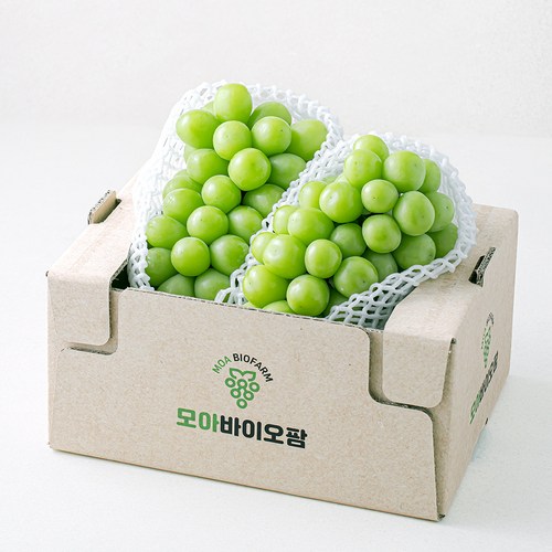 모아바이오팜 당도선별 샤인머스캣, 1개, 1.5kg 특가