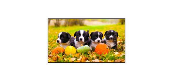 2025 신모델 삼성전자 189.3cm(75인치) [큐소닉 리뷰이벤트] LED 4K UHD 비즈니스 TV LH75BEFHLGFXKR 벽걸이, 방문설치, 벽걸이형, LH75BEF, 189.3