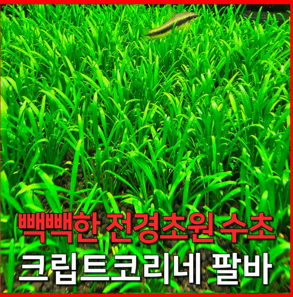 크립토코리네 웬티 추천 2026년 최고 인기 모델 탑5! 총정리 가이드