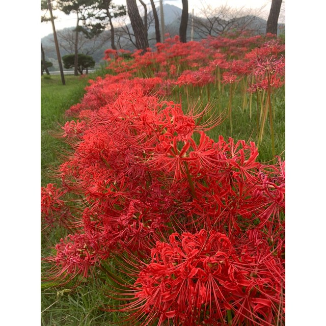 화산농원 꽃무릇 상세 이미지