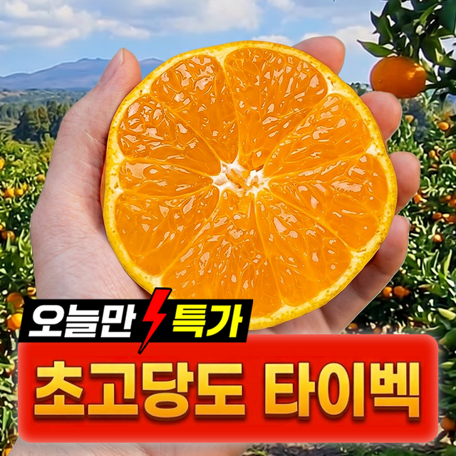 [일반귤과비교X] 초고당도 제주 타이벡 감귤
