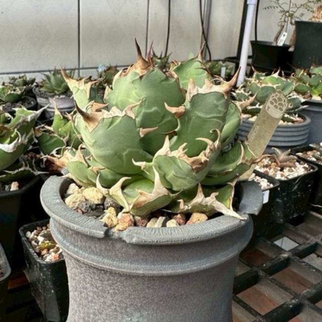 燈養株型美！龍舌蘭觀葉植物Agave titanota Dwarf, 大｜姬嚴龍
