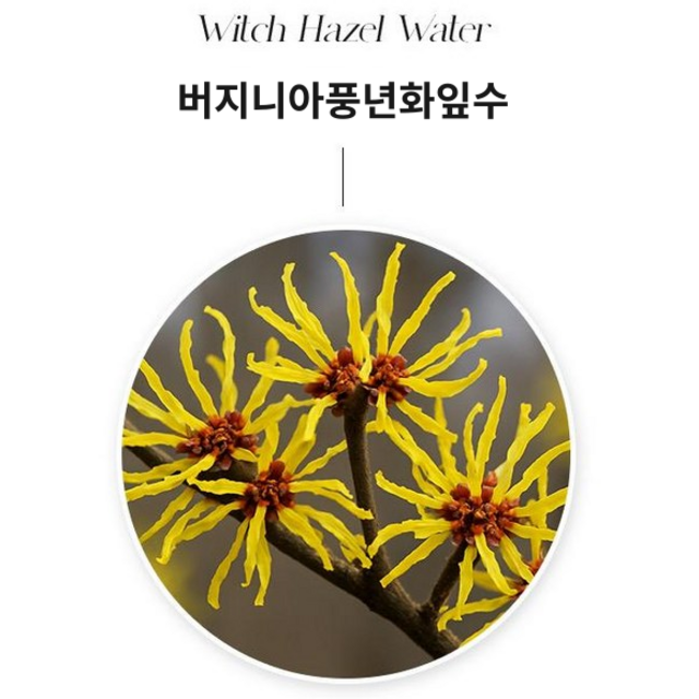 [리누젠] 아르니카 패스트 크림 | Arnica Fast Cream | 아르니카 말밤 마녀헤이즐 호박 추출물 이미지 4