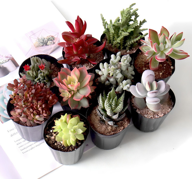 모리앤 생화 다육식물 소형, 랜덤발송, 10개