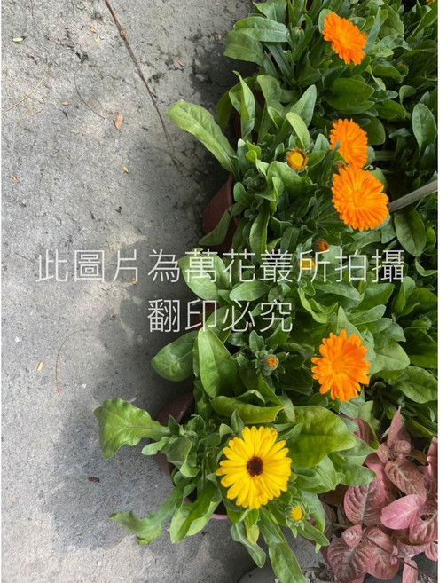 萬花叢 花卉植物 金盞花盆栽 居家盆栽, 隨機花色, 1個