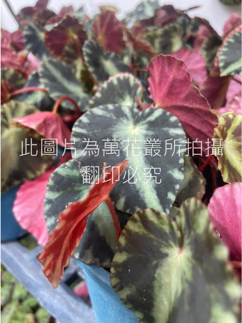 萬花叢 艷后海棠 觀葉植物, 艷后海棠/艷后秋海棠, 1個